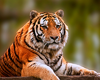 상징동물 이미지